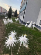 Kwiaty na powitanie uczniów 26.04.2021